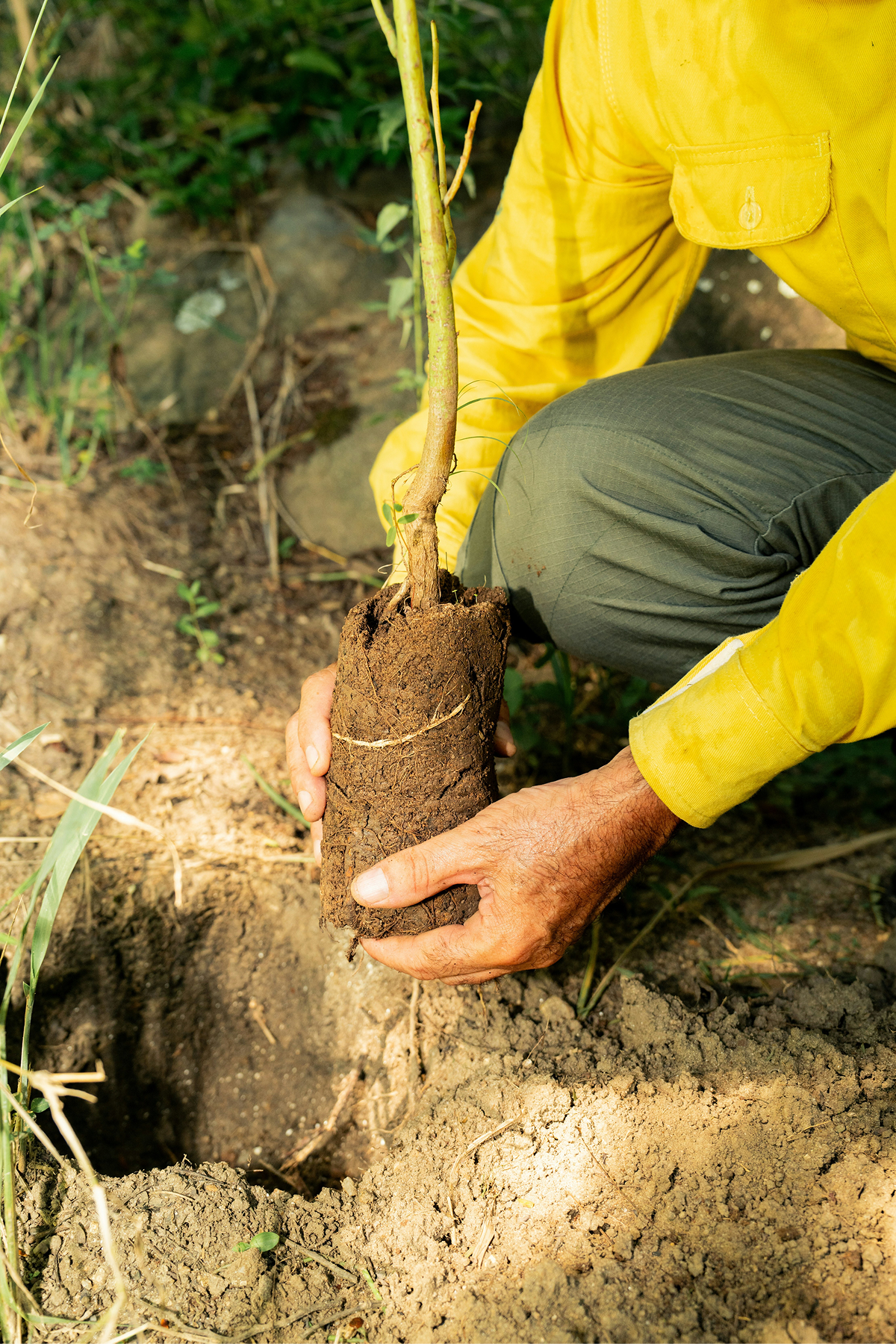 Tree planting for carbon removal